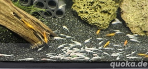 Nachzuchten L144 Anc. Snow White Welse