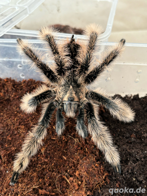 1.0 Tliltocatl albopilosus ADULT
