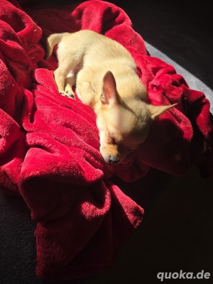 Chihuahua-Mischlings- Rüde