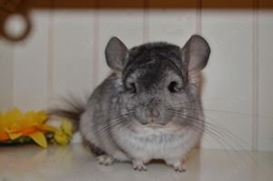 Chinchilla Angora RPA Männchen 100% Blue Diamond und Afro Violett Träger 