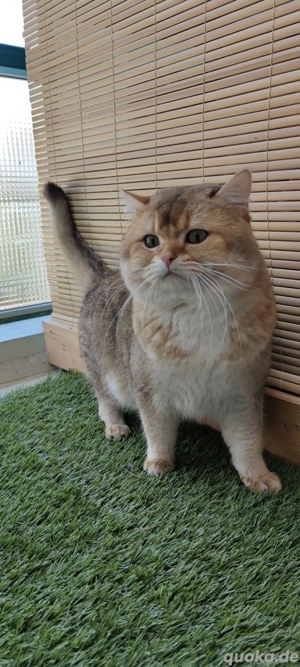 BKH deckkater