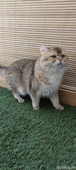 BKH- Deckkater  mit Stammbaum  Bild 5