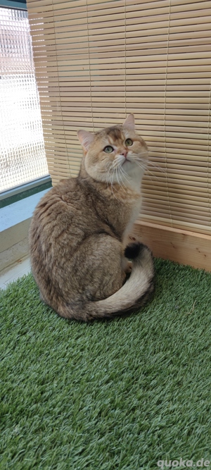 BKH- Deckkater  mit Stammbaum  Bild 3