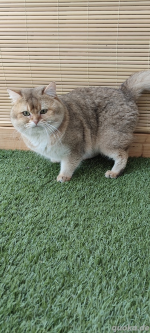 BKH- Deckkater  mit Stammbaum  Bild 4