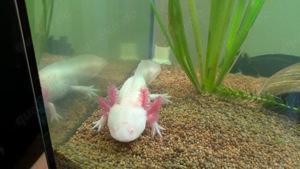 Axolotl Albino zu verkaufen