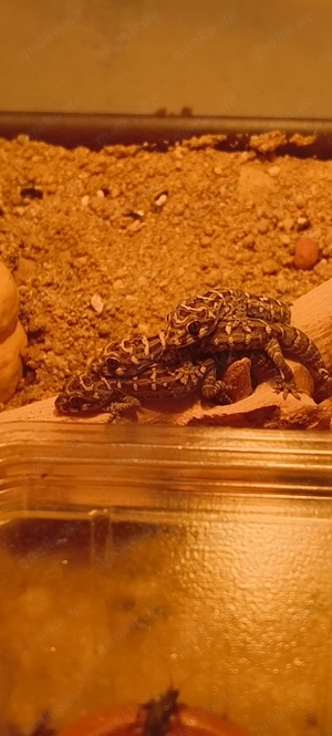 Hemidactylus imbricatus Rübenschwanz Viperngecko