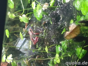 Rote Pfeilfrösche  Bild 3