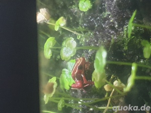 Rote Pfeilfrösche  Bild 4