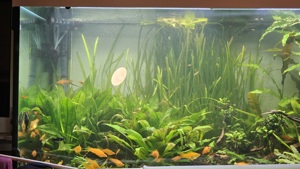 Fische kostenlos abzugeben