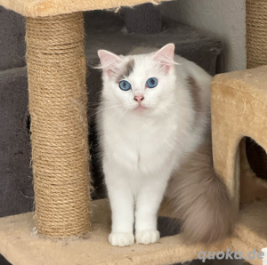 süße Radgoll katze zu verkaufen