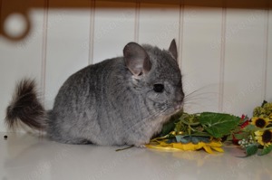 Chinchilla Angora RPA Standard 100% Blue Diamond und Saphir Träger 