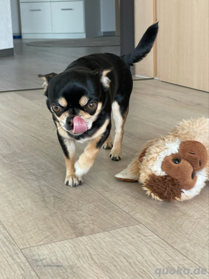 Chihuahua Deckrüde