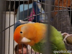 Liebes Vögel