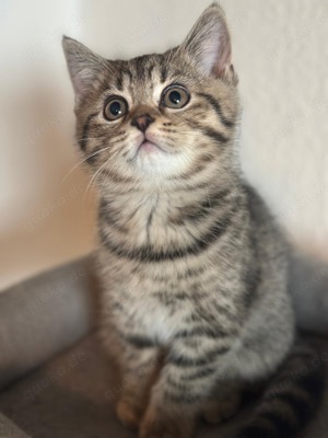 Kitten   Katze   Kater