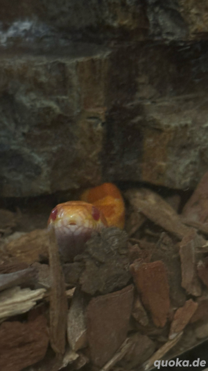 schlange abzugeben dringend!!