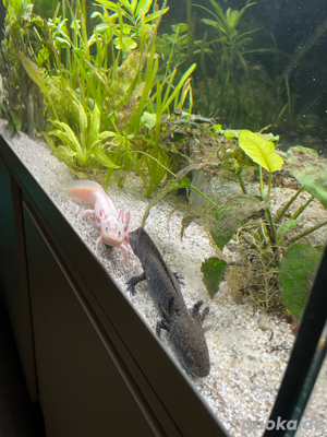 Axolotl 