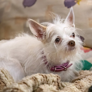 Stellica, 6 Jahre - Mischling - Tierhilfe Franken e.V.