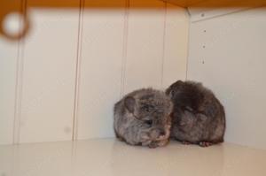 Chinchilla Angora Männchen Standard und Ebony Mittel 100% AfroViolett Träger 