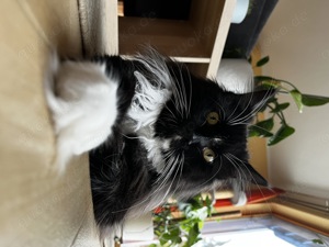 Eleganz & Charme - Maine Coon Deckkater  "Frank Sinatra " Bild 5