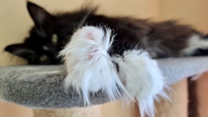 Eleganz & Charme - Maine Coon Deckkater  "Frank Sinatra " Bild 2