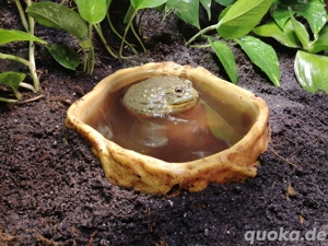 Afrikanische ochsenfrosch  