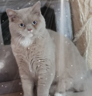 Traum Kater in Fawn White mit blauen Augen in liebevolle Hände abzugeben 