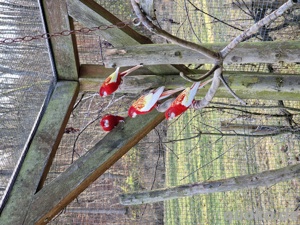 Rosella Rubino