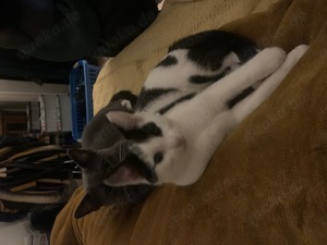 Katze Kater Europäisch Kurzhaar 