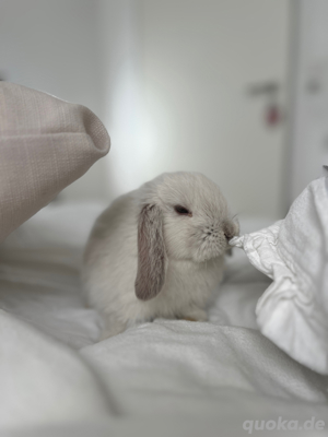 Minilop Zwergkaninchen Kaninchen Weibchen Hase Weibchen