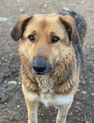 Yassin, geb. ca. 06 2020, lebt in GRIECHENLAND, im städt. Tierheim Serres Bild 6