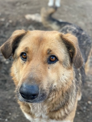 Yassin, geb. ca. 06 2020, lebt in GRIECHENLAND, im städt. Tierheim Serres Bild 4