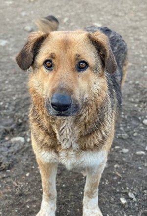 Yassin, geb. ca. 06 2020, lebt in GRIECHENLAND, im städt. Tierheim Serres Bild 7