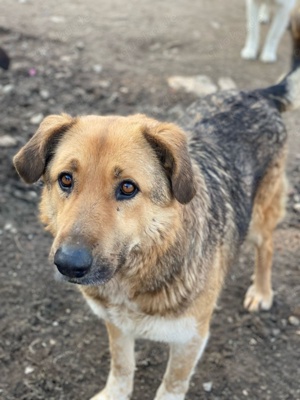Yassin, geb. ca. 06 2020, lebt in GRIECHENLAND, im städt. Tierheim Serres Bild 5