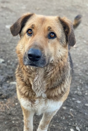 Yassin, geb. ca. 06 2020, lebt in GRIECHENLAND, im städt. Tierheim Serres Bild 2