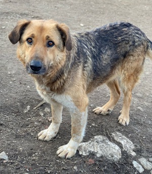 Yassin, geb. ca. 06 2020, lebt in GRIECHENLAND, im städt. Tierheim Serres Bild 10
