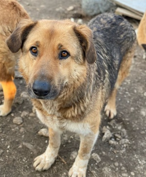 Yassin, geb. ca. 06 2020, lebt in GRIECHENLAND, im städt. Tierheim Serres Bild 8