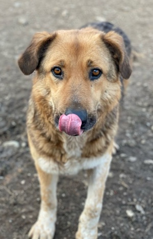 Yassin, geb. ca. 06 2020, lebt in GRIECHENLAND, im städt. Tierheim Serres Bild 9
