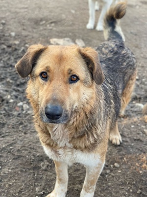 Yassin, geb. ca. 06 2020, lebt in GRIECHENLAND, im städt. Tierheim Serres Bild 3