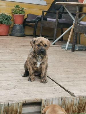 Dogo Canario Welpen aus Spitzenverbindung ! WT: 17.1.2025  !  2 kräft Hü. , Reservierung möglich ! Bild 4