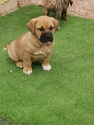 Dogo Canario Welpen aus Spitzenverbindung ! WT: 17.1.2025  !  2 kräft Hü. , Reservierung möglich ! Bild 1