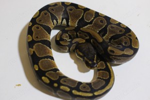 Classic pos het pied und clown Weibchen 09 24 Deutschlandweiter Versand