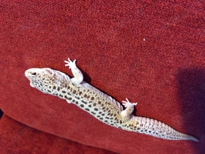 1.2 Giant Leopardgecko, tolle Zuchtgruppe 