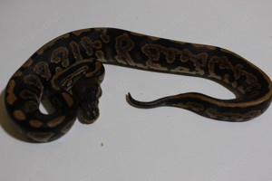 Schönes Black pastel pos het pied und clown Männchen  Deutschlandweiter Versand 