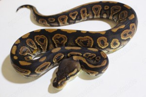 Hübsche Black pastel pos het pied und clown Dame   Versand Deutschlandweit 