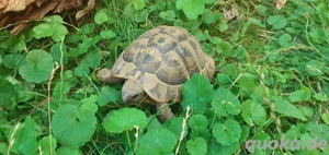 Griechische Landschildkröte Testudo hermanni NZ 2013, 2017, 2020, 2021