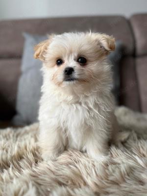 Bolonka - Pomeranian Welpen