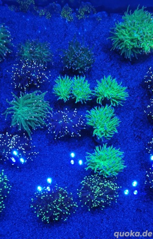 Meerwasser Euphyllia 