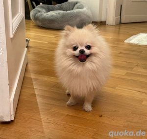 pomeranian