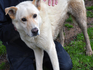 Tolomeo sucht sein Zuhause (noch auf Sardinien)