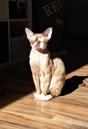 Devon Rex Deckkater mit Champion Titel 